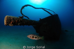 Blacktail comber posing at the bow of the Estoril shipwreck. by Jorge Sorial 